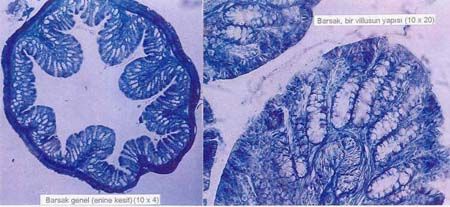 Histoloji nedir? | Histoloji neyle ilgilenir? | Histolojinin çalışma alanları