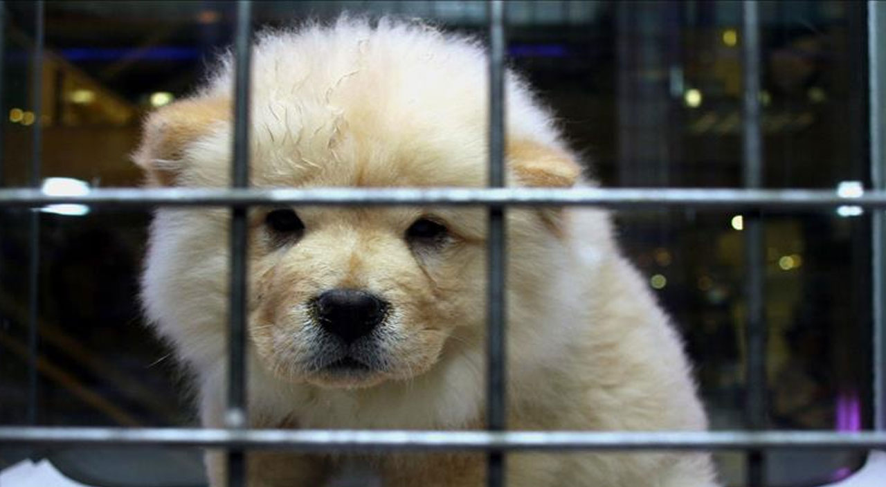 Petshoplar Kasaplar Odası’na bağlandı: Federasyon Başkanı’ndan açıklama geldi Petshoplar Kasaplar Odası’na bağlandı: Federasyon Başkanı’ndan açıklama geldi