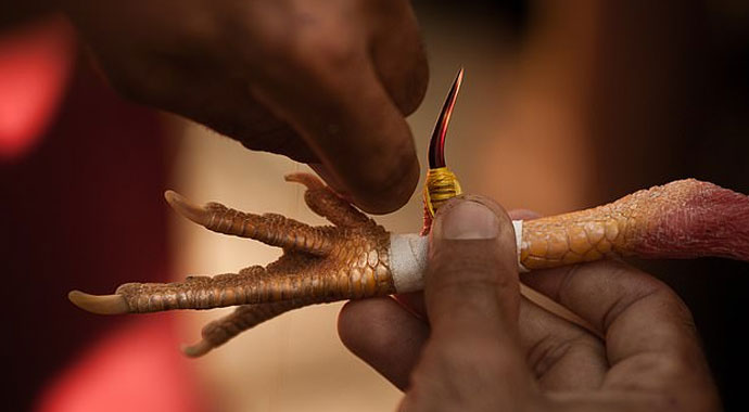 Bacağına bıçak takılmış horoz, polisi öldürdü