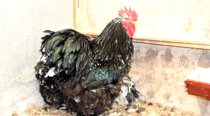 5,5 kiloluk 'Prens'in fiyatı dudak uçuklatıyor