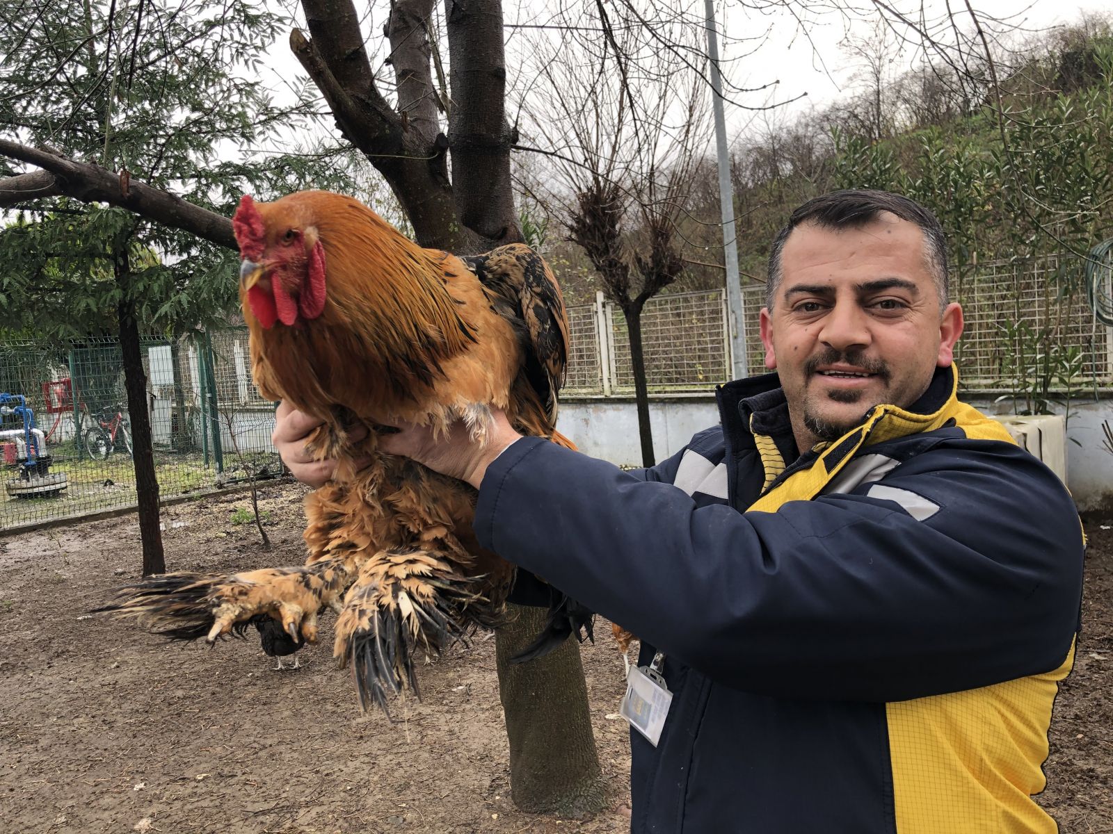 Bu horoz görenleri şaşırtıyor! Tam 6,5 kilo