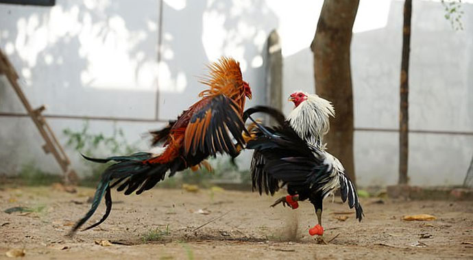 Bacağına bıçak takılmış horoz, polisi öldürdü