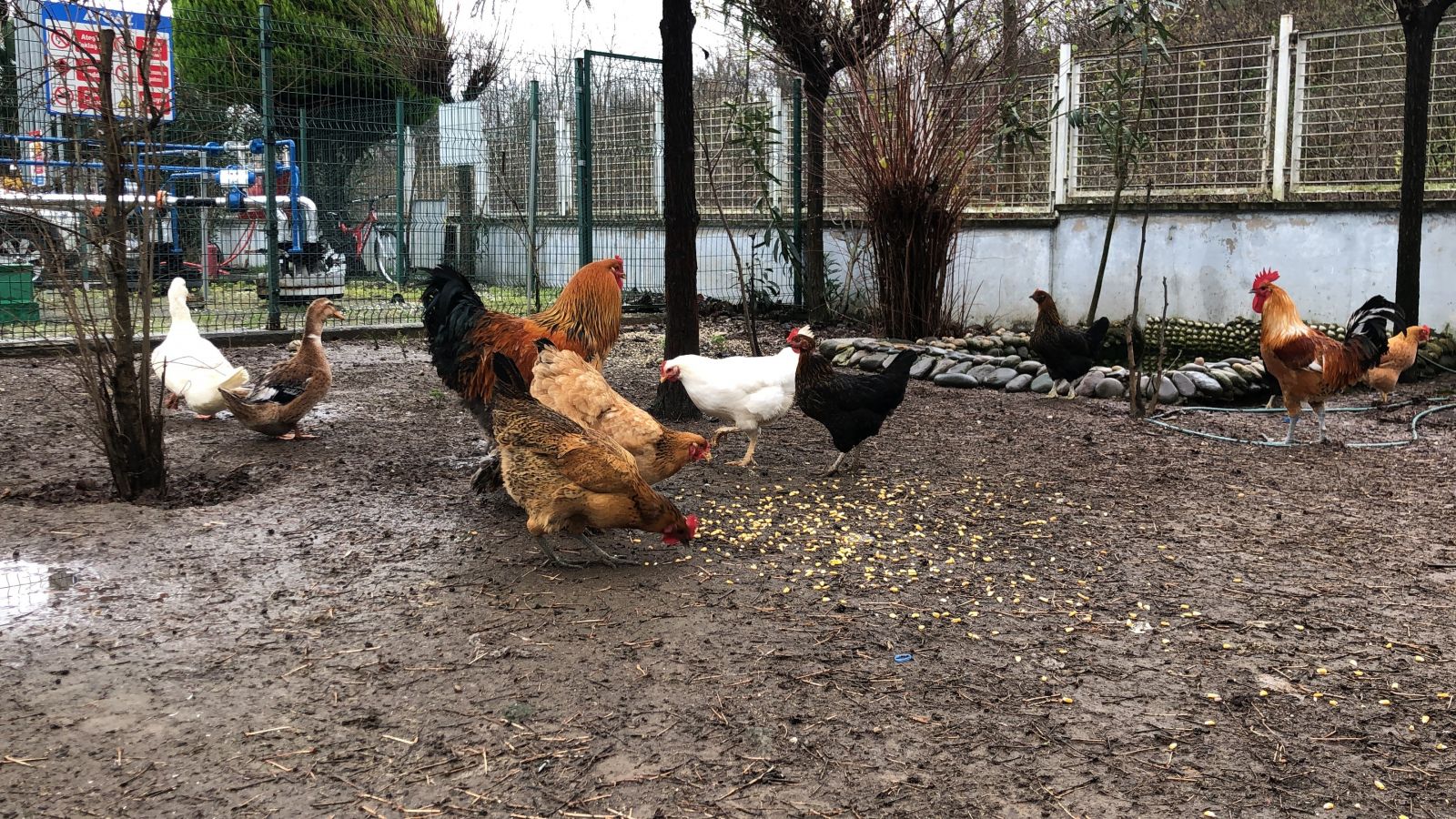 Bu horoz görenleri şaşırtıyor! Tam 6,5 kilo