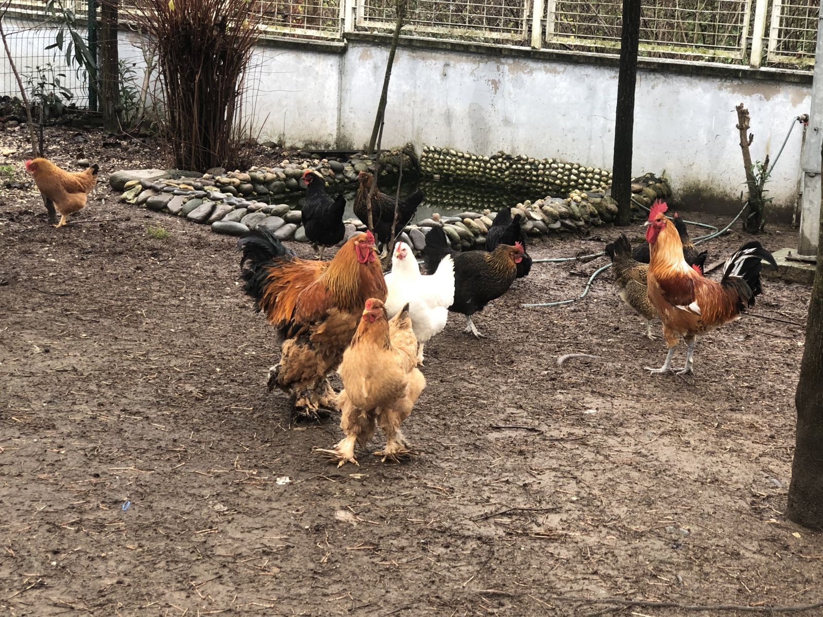 Bu horoz görenleri şaşırtıyor! Tam 6,5 kilo