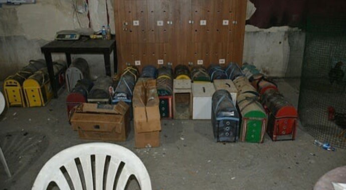 Horoz dövüşü için yapılan ring yetkilileri şaşırttı