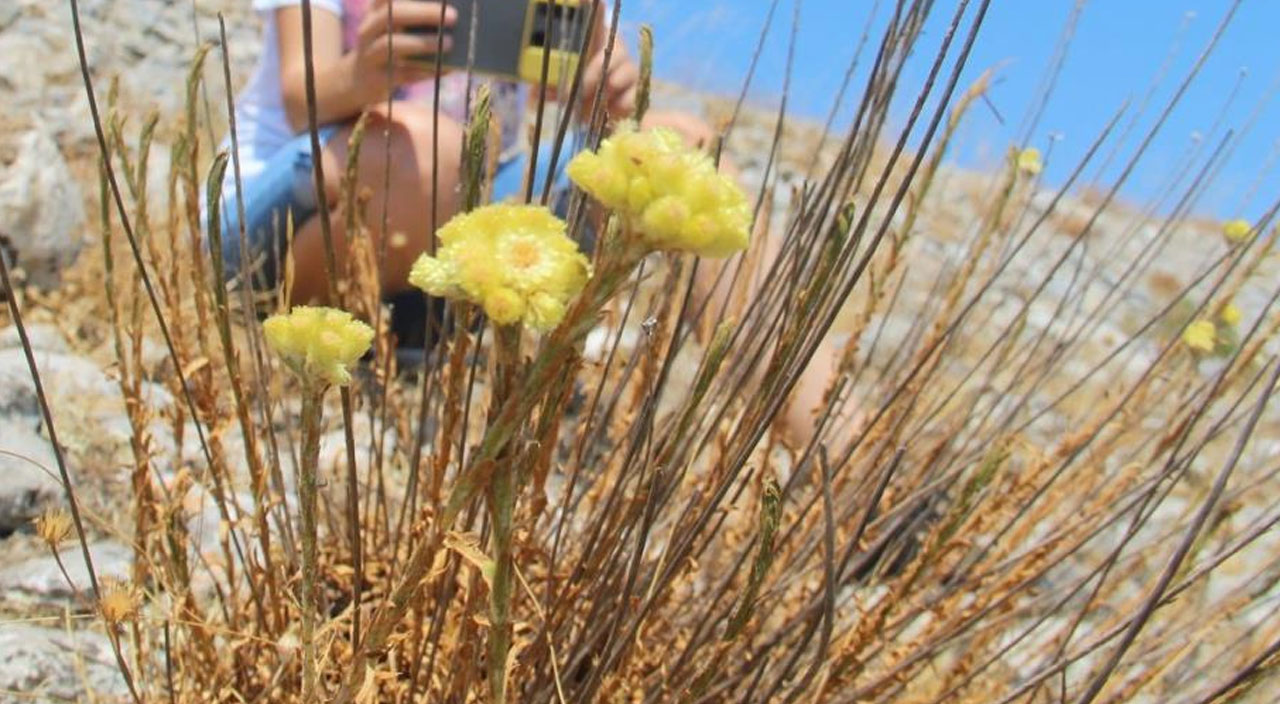 Yok olma tehlikesiyle karşı karşıya! Dünyada sadece 11 tane kaldı, hepsi Kuşadası’nda...