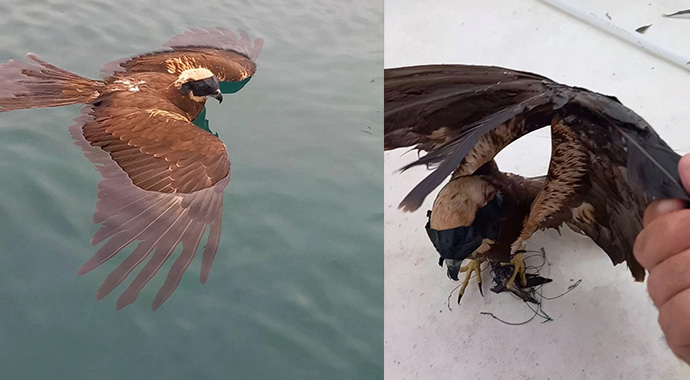 Atmacanın gözünü bantlayıp, ayağını bağladılar