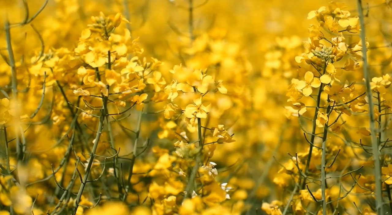 Ayçiçek yağına rakip olacak! Ekim alanı 9 kat arttı