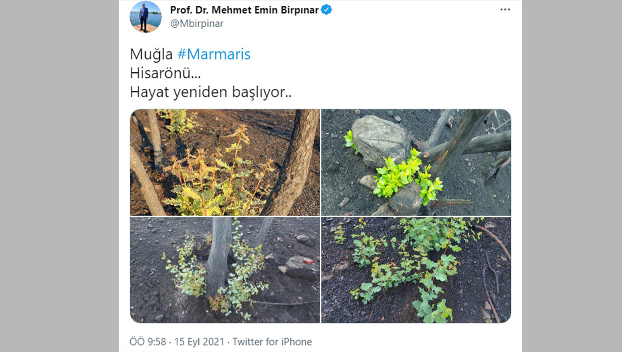 Marmaris'te yanan ormanlar yeniden yeşeriyor