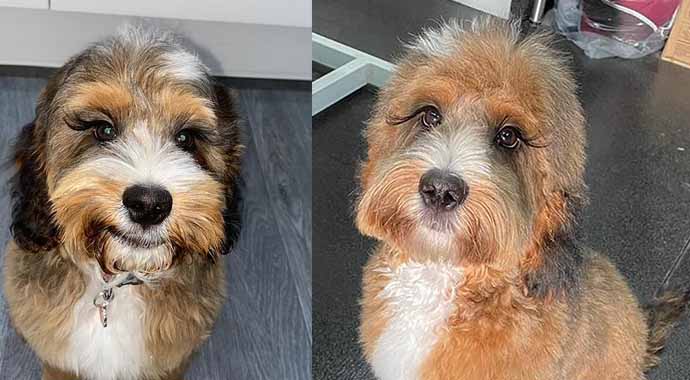 Uzun kirpikli köpek meşhur oldu