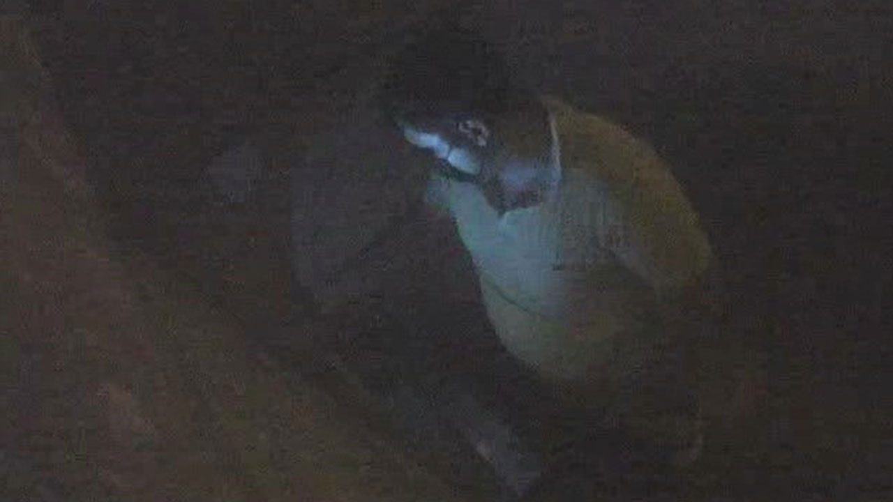 Su içmek için uyandı, şoku yaşadı! Dolandırılma anlarını saniye saniye izledi