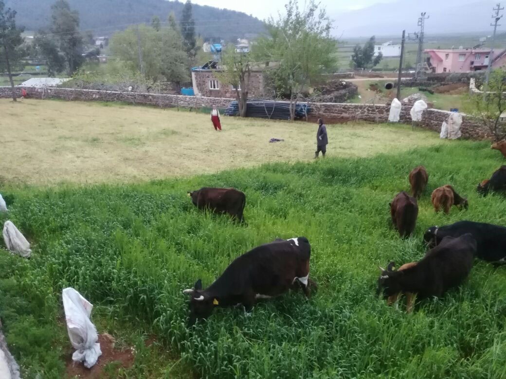 İnekleri çalınan çift yıkıldı