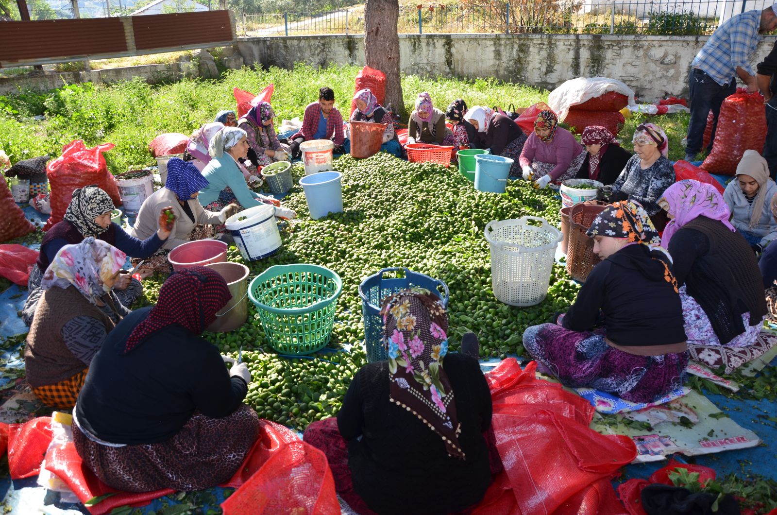 İlek gelir kapısı oldu
