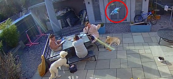 Papağanını kurtarmak isterken ağaçta mahsur kaldı, imdadına itfaiye yetişti