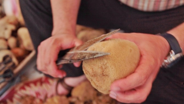 Bodrum'un son süngercisi sezona hazır