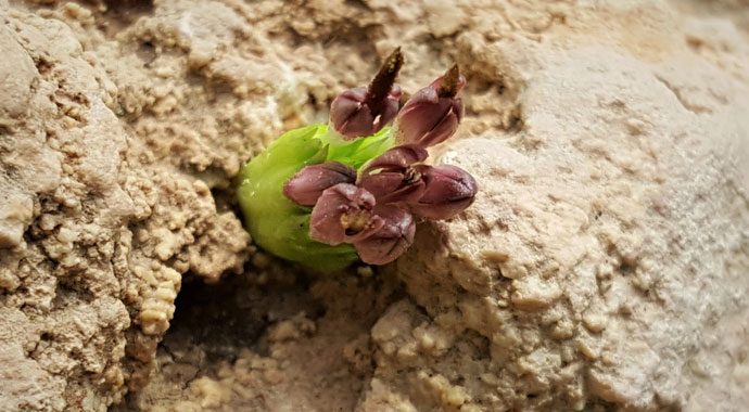 Siirt'te yeni bir bitki türü keşfedildi: Gundelia Siirtica