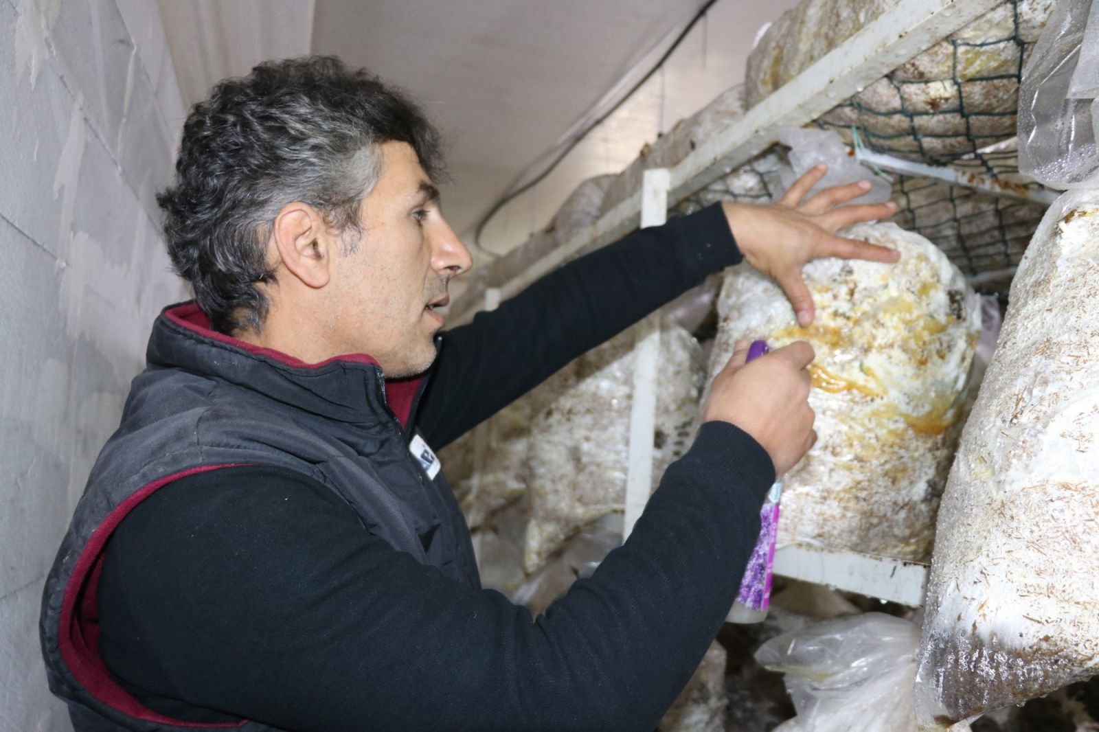 Vanlı mantar üreticisi, yaptığı karışımla yeşil küf hastalığına son verdi!