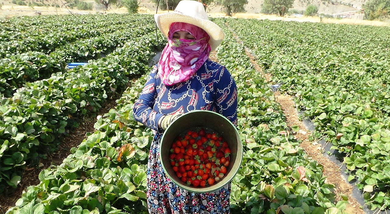 Market çalışanı geçinemeyince çilek işine girdi: Yıllık kazancı 800 bin lirayı buluyor