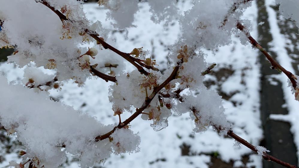 Çiçek açan meyve ağaçları karla kaplandı