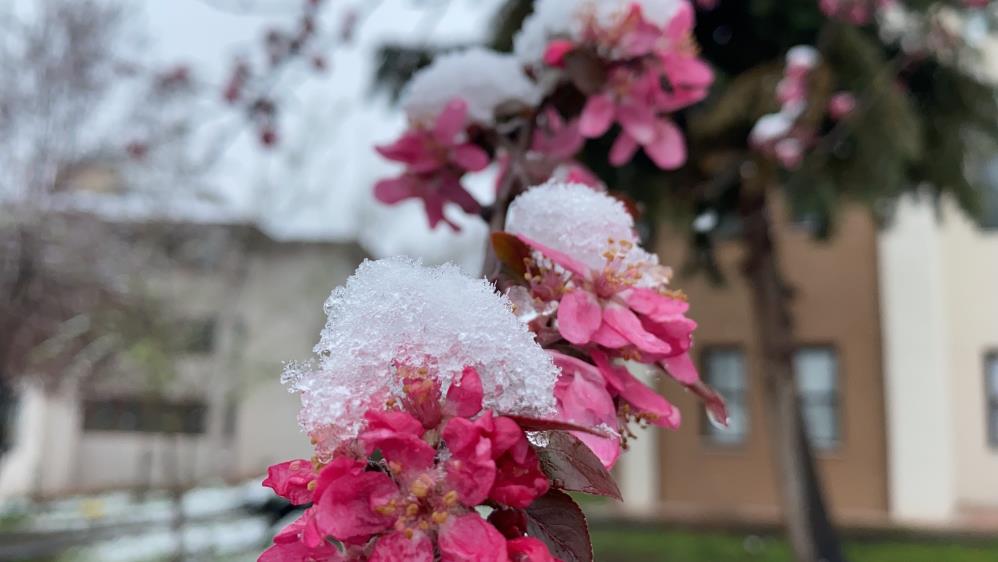 Çiçek açan meyve ağaçları karla kaplandı