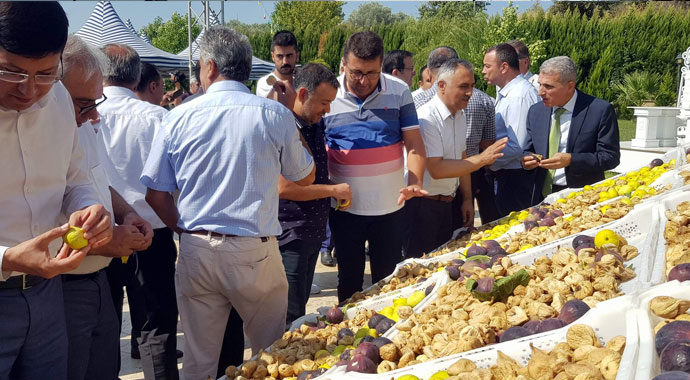 Sezonun ilk inciri 250 TL’den alıcı buldu!
