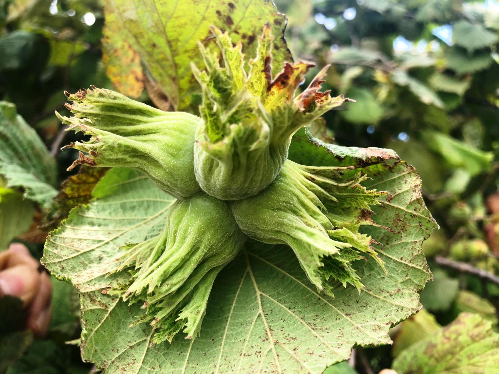 Fındık üreticisinin fiyatı beklentisi 20 TL