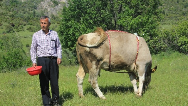 İneklerine öyle bir şey taktı ki artık herkes onun gibi yapacak!