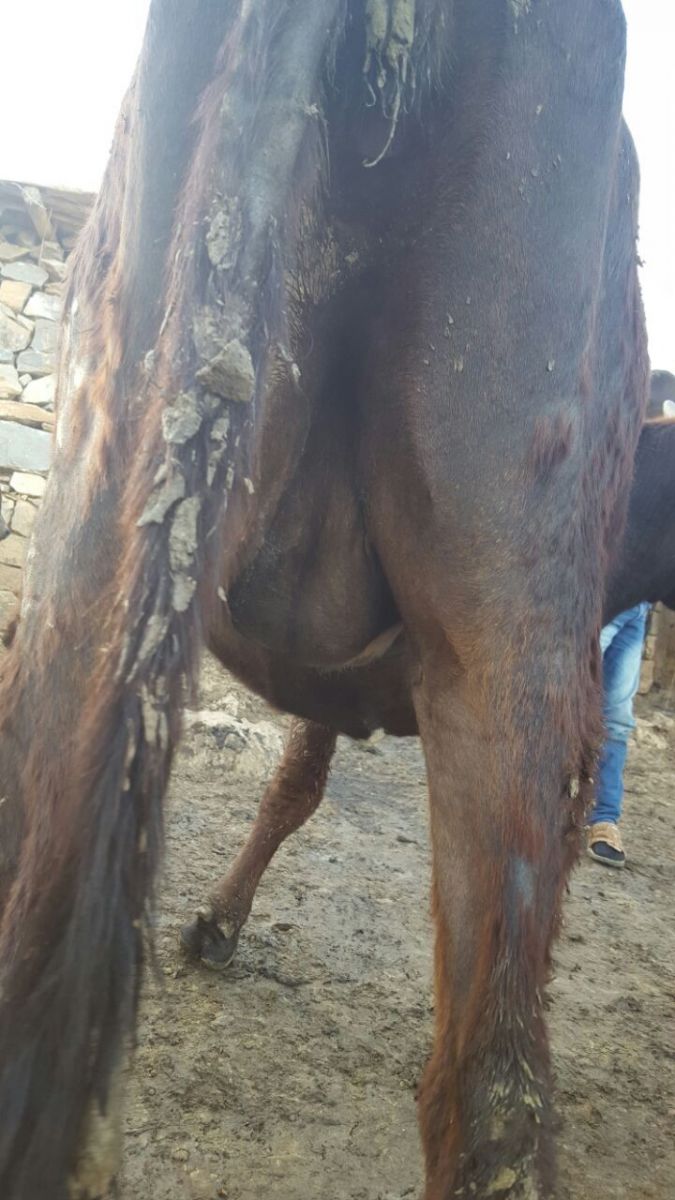 Memesiz inek doğum yaptı