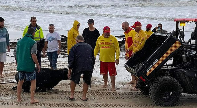 Fırtına sonrası sahile canlı inek vurdu