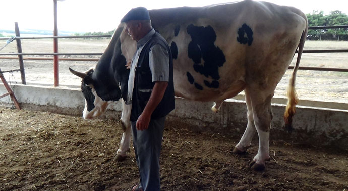 1 buçuk tonluk “Bayram” alıcısını bekliyor