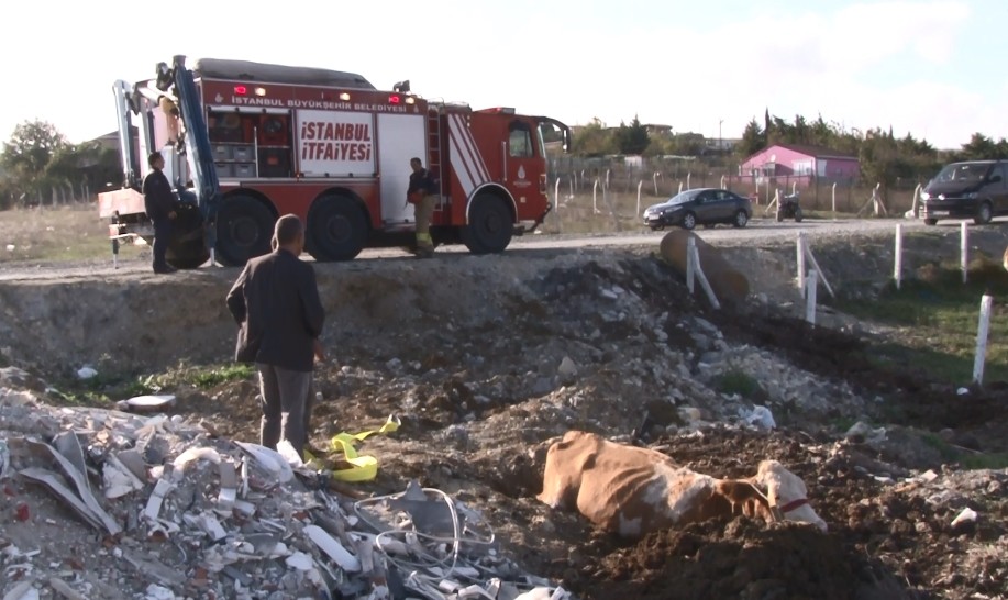 Arnavutköy’de inek kurtarma operasyonu