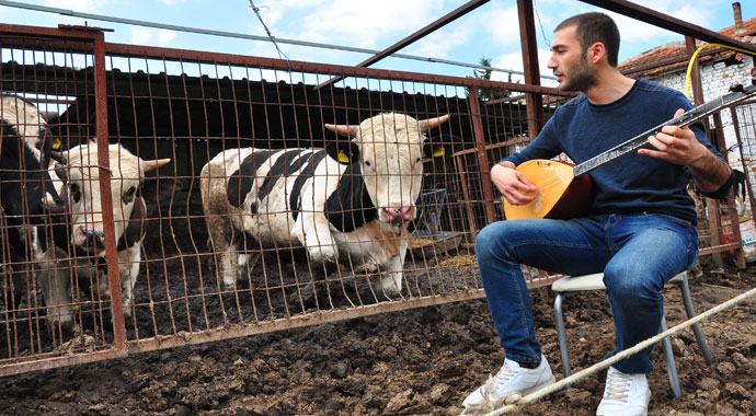 İneklere özel konser