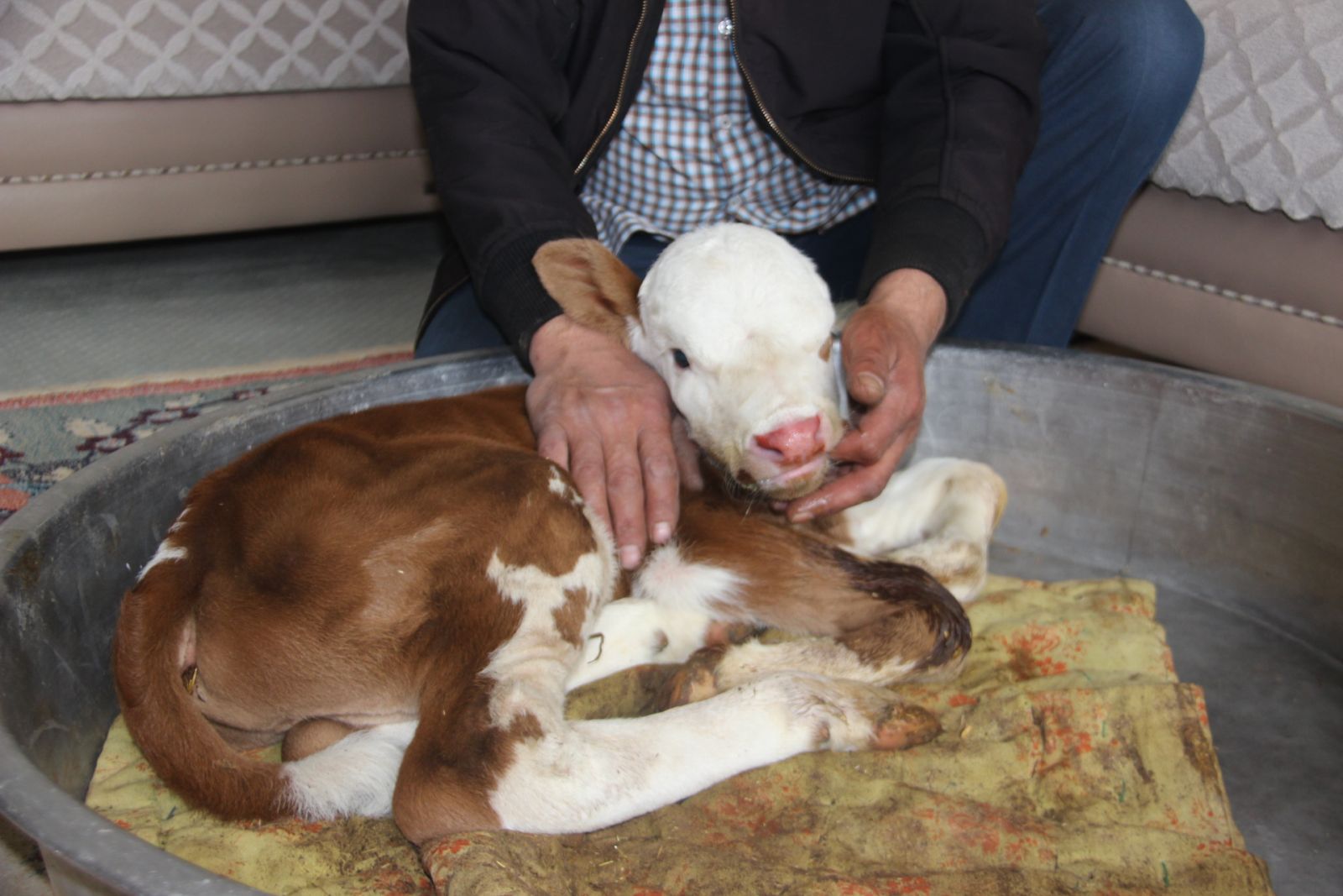 Erken doğan buzağıyı evinde besliyor