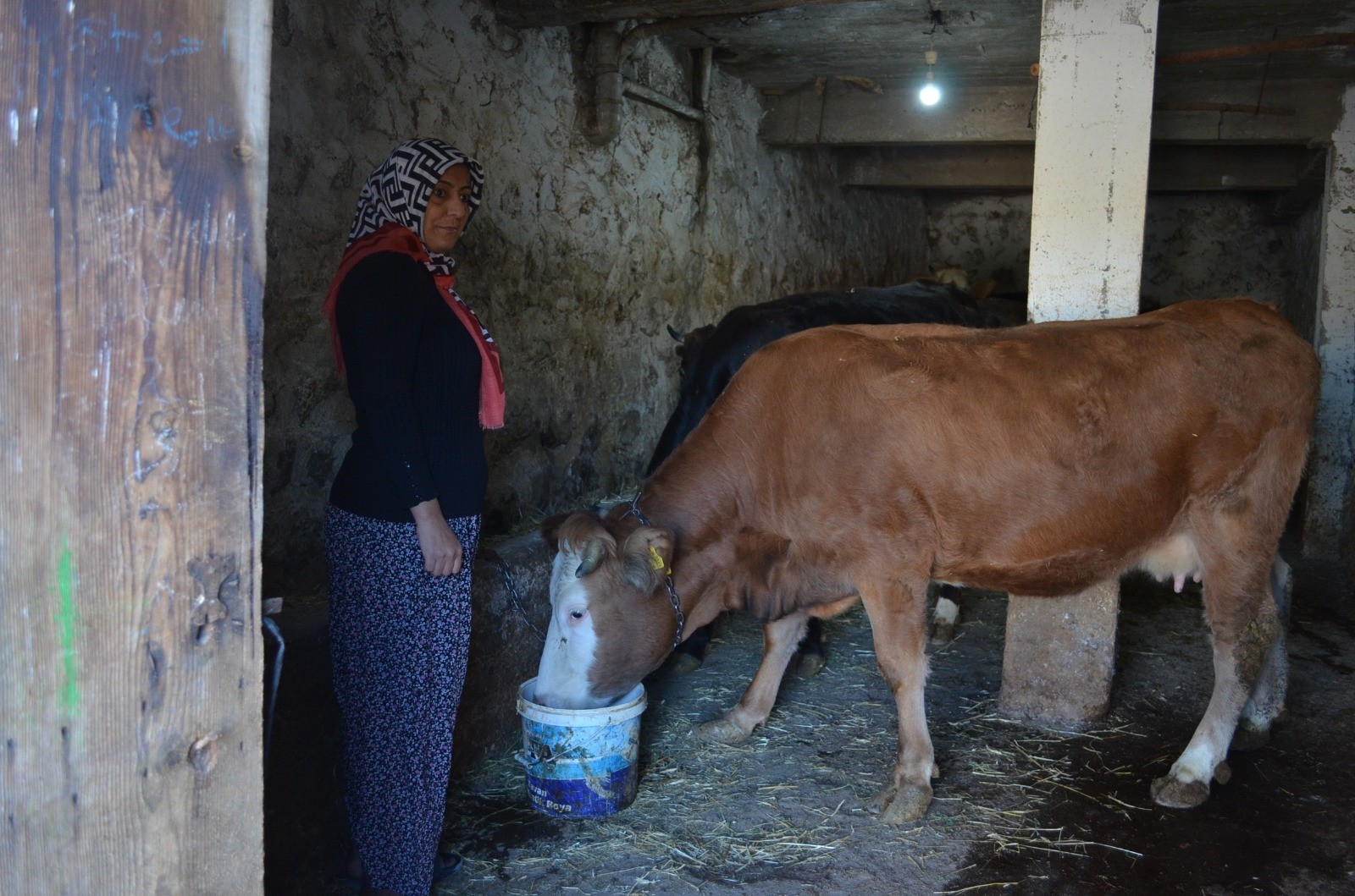 4 çocuk annesi kadın hayvancılık yapmak için köye taşındı