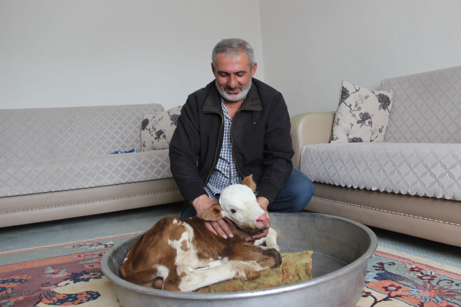 Erken doğan buzağıyı evinde besliyor