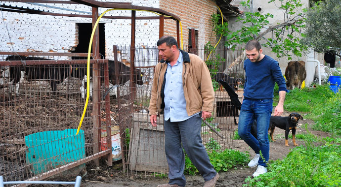 İneklere özel konser