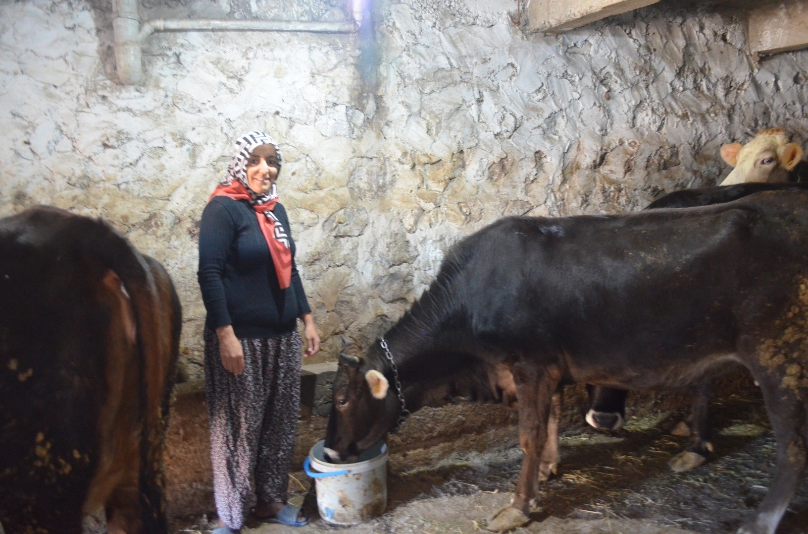 4 çocuk annesi kadın hayvancılık yapmak için köye taşındı