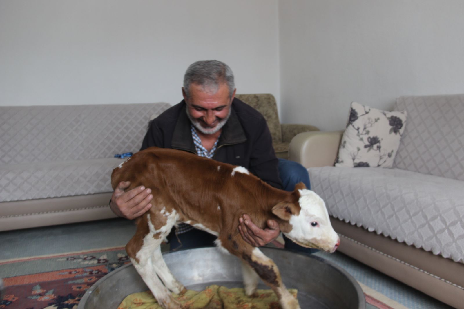 Erken doğan buzağıyı evinde besliyor