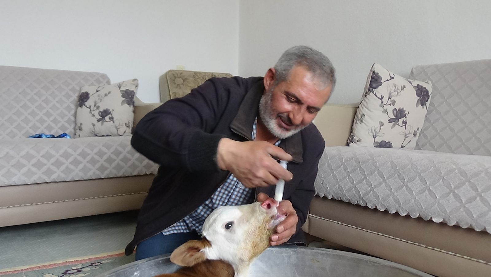 Erken doğan buzağıyı evinde besliyor