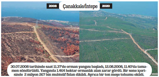 Yanan ormanlar küllerinden doğuyor Yanan ormanlar küllerinden doğuyor