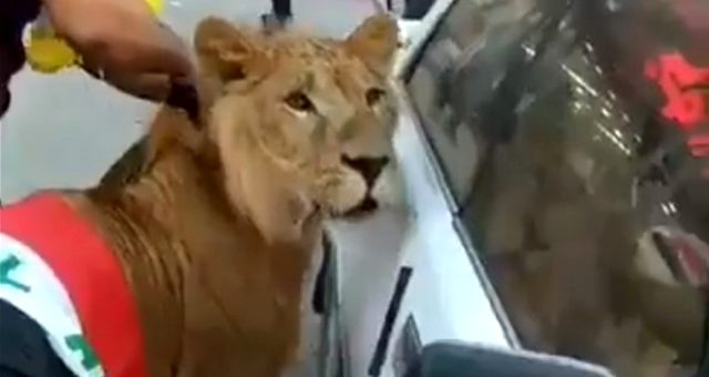 Komşuda protesto gösterilerine damga vuran görüntü! Gösterici meydana aslanla çıktı