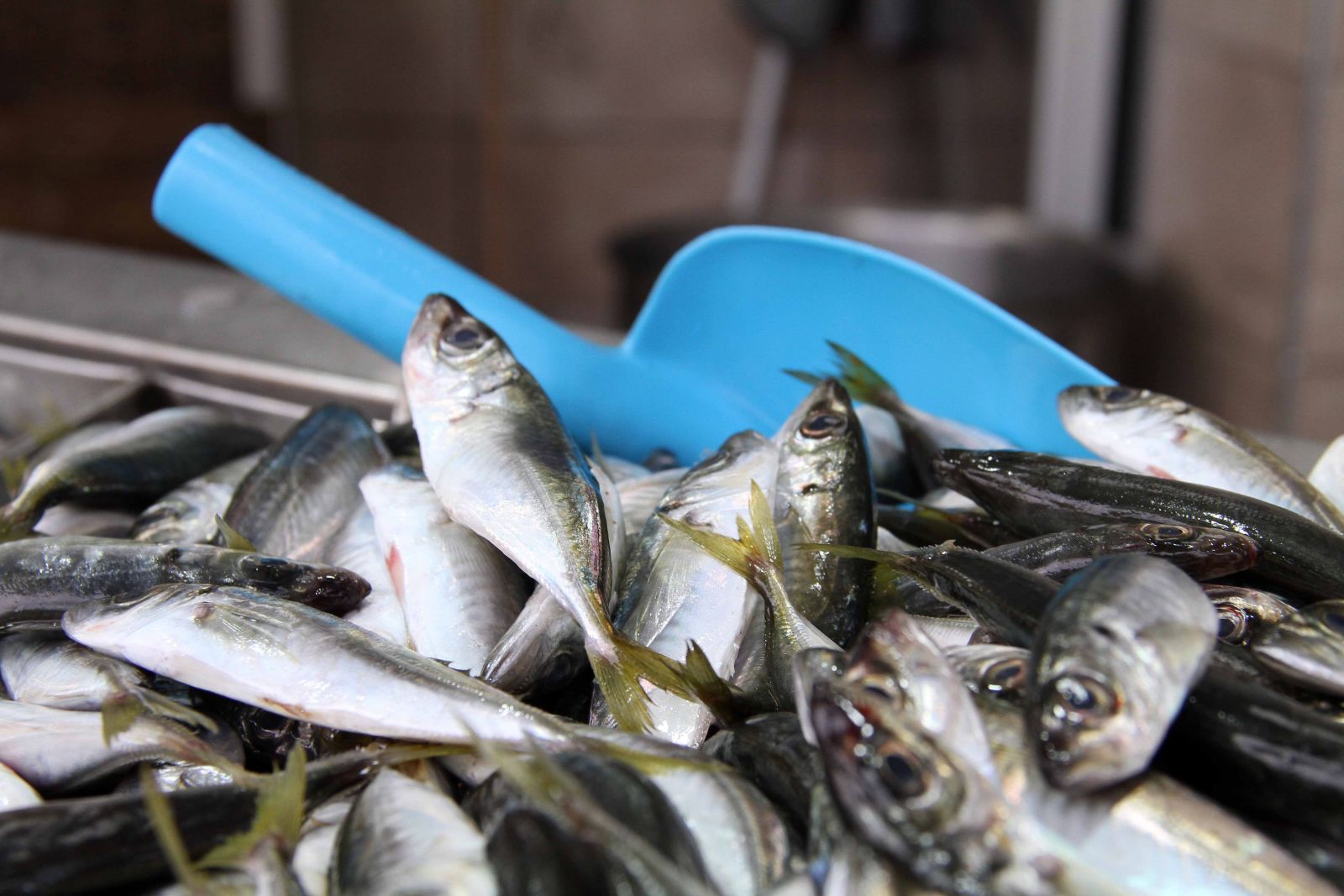 Hamsinin yerini istavrit aldı! En iyisi 10 TL'den satılıyor...