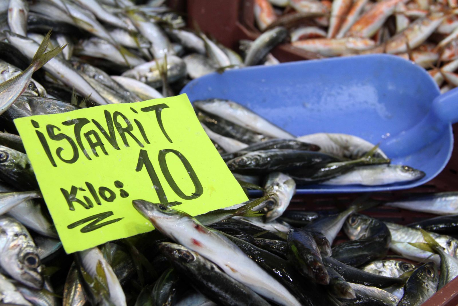 Hamsinin yerini istavrit aldı! En iyisi 10 TL'den satılıyor...