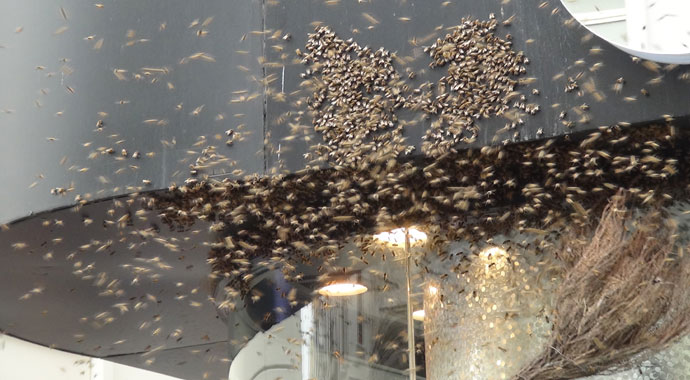 İstiklal Caddesi'ni arılar bastı