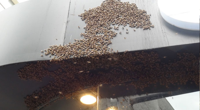 İstiklal Caddesi'ni arılar bastı İstiklal Caddesi'ni arılar bastı