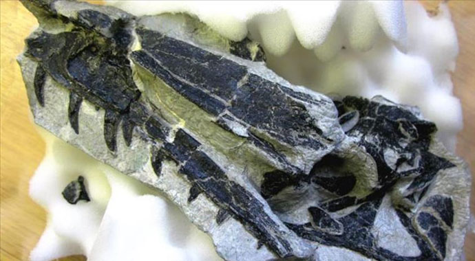 İsviçre'de yeni bir dinozor türü keşfedildi