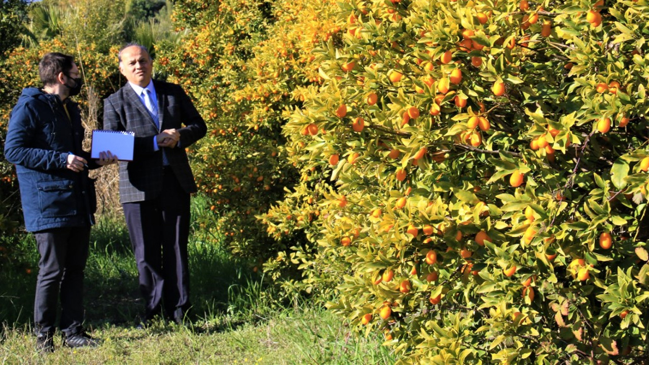 İtalyanlar Türkiye'deki meyveye talip oldu: Dünyada sayılı ülkede yetiştiriliyor
