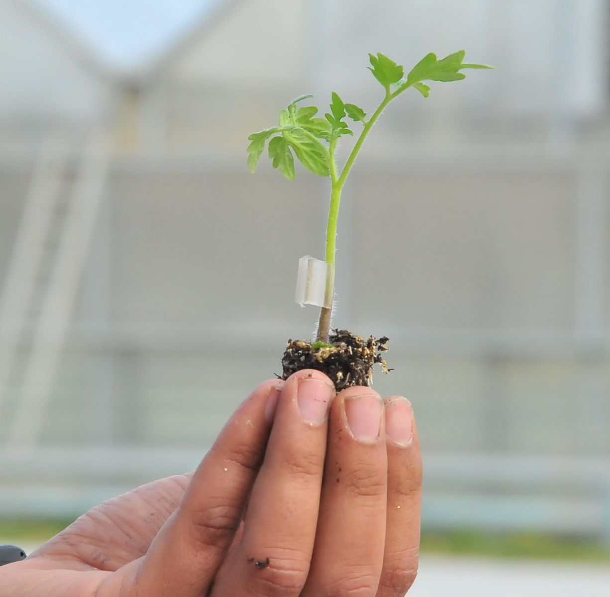 Üniversiteliler fide aşılama makinesi üretti