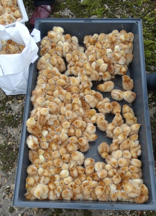 Tarlaya atılan bir günlük bin civciv kurtarıldı