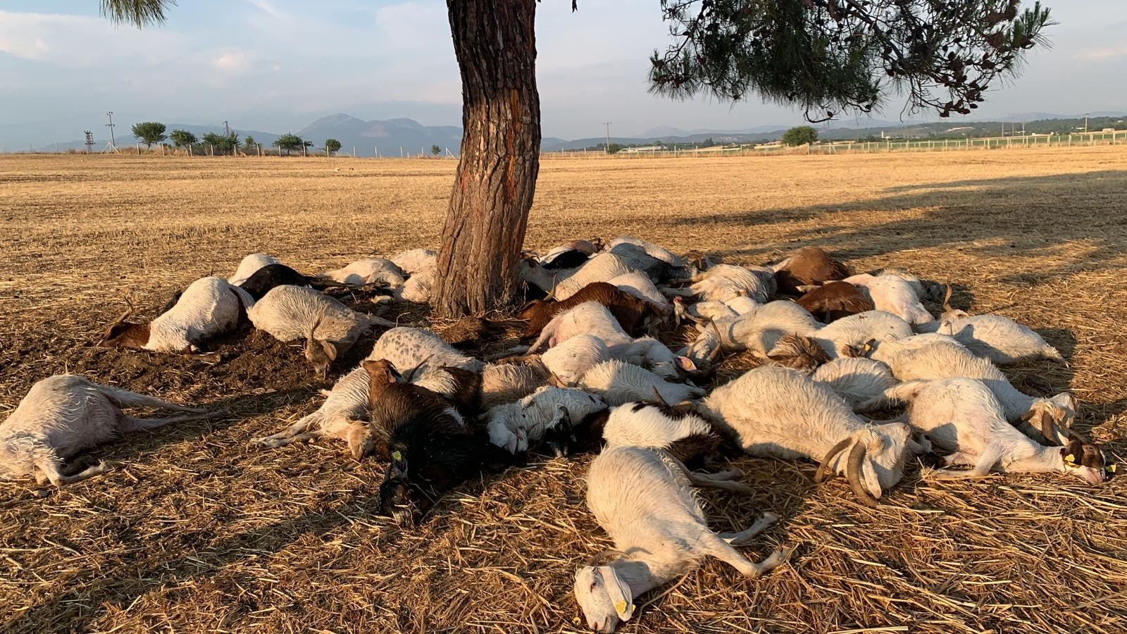 İzmir'de yıldırım düştü, 51 koyun telef oldu